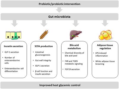 Frontiers | Impact Of Gut Microbiota On Host Glycemic Control